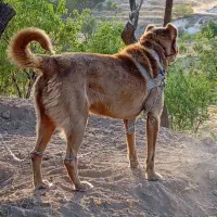 سگ نر سرابی خیلی خوش رنگ اصیل|سگ|مراغه, |دیوار