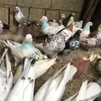 کفتر پرشی تهرانی|پرنده|چالوس, |دیوار