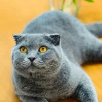 گربه اسکاتیش فولد