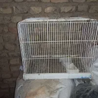 قفس|لوازم جانبی حیوانات|فردوس (خراسان), |دیوار