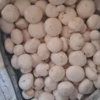 فروش قارچ درجه ۱ گوشتی و با کیفیت|خوردنی و آشامیدنی|شیراز, شهرک گلستان|دیوار
