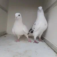 جوجه پرشی ساعتی بالا|پرنده|محمدشهر, محمدشهر|دیوار