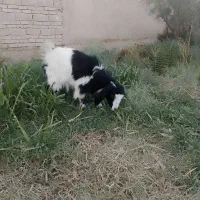 بزماده