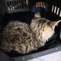 واگذاری رایگان بچه گربه نر دو ماهه|گربه|لاهیجان, فیاض|دیوار