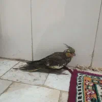 (فروش ویژه) عروس هلندی دستی دانخور و قفس خیلی بزرگ|پرنده|گرگان, |دیوار