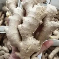 زنجبیل تایلندی/پاکستانی، چینی ،زردچوبه سوپر بار|خوردنی و آشامیدنی|شیراز, بازار|دیوار