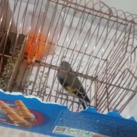 سهره با قفس