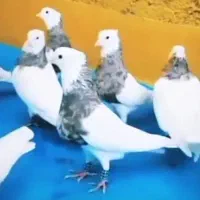 کبوتر طوقی ذات دار