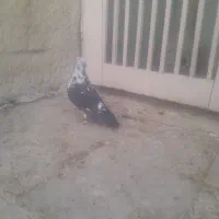 کبوتر گرفتنی|پرنده|فسا, |دیوار