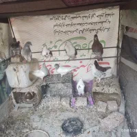 کبوتر