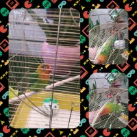 کوتوله برزیلی جفت|پرنده|خمینی‌شهر, |دیوار