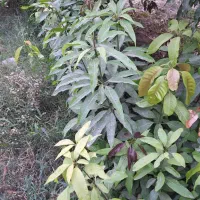نهال انبه پیوندی زود بازده