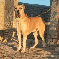 توله سگ 7ماهه نر|سگ|تربتحیدریه, کلاته توکلی|دیوار