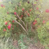 فروش باغ اناری کوهمره سرخی