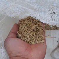 جو عربی