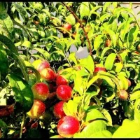 معاوضه ویلایی کرج با شاهین شهر|فروش خانه و ویلا|شاهین‌شهر, فردوسی|دیوار