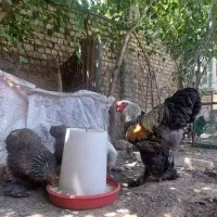 فروش انواع تخم مرغ برهما و ویاندوت (سیلور)|حیوانات مزرعه|قنوات, |دیوار