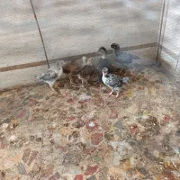 جوجه محلی 1 ماه و اردک 1 ماه