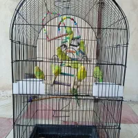 مرغ عشق|پرنده|سنندج, |دیوار