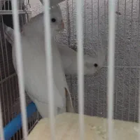 یک جفت البینو مست