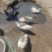 نیمچه غاز ۴ ماهه