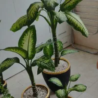 گل دیفین ۲ میلیون