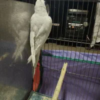 عروس هلندی معاوضه می‌کنم با جفت لوتینو رو جوجه|پرنده|کرمان, |دیوار