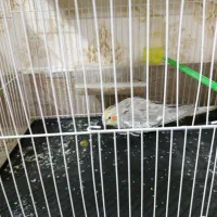 جوجه عروس هلندی|پرنده|مشهد, شهید قربانی|دیوار