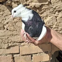 طوقی سیاه نر