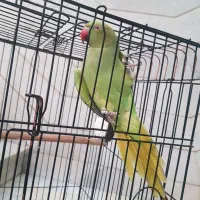 طوطی ملنگو بالغ مست مست|پرنده|فردیس, داوری|دیوار