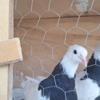 کبوتر کله سفید جوجه طوقی سیاه واکسی جوجه|پرنده|شاهینشهر, فرودگاه هسا|دیوار