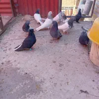 کفتر ملقی|پرنده|کرمان, |دیوار