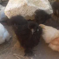 مرغ و خروس ابریشمی|حیوانات مزرعه|اصفهان, سرچشمه|دیوار