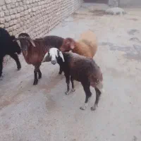 بره