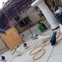 کفتر فروشی یکجا|پرنده|قم, زند آباد|دیوار