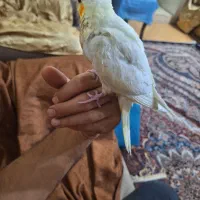 جوجه عروس هلندی فول دستی