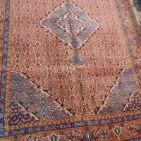 ماهی میسی جفت