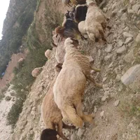بره