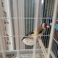 فروش سهره