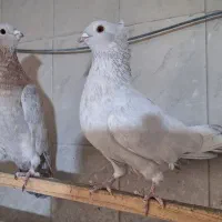 کبوتر نوک قنار