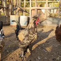 خروس نژاد زینتی|حیوانات مزرعه|سامان, |دیوار