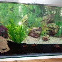 آکواریوم خانگی