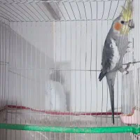 عروس هلندی نر ۸ ماهه|پرنده|مشهد, توس فردوسی|دیوار