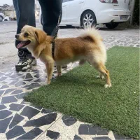 سگ اشپیتز