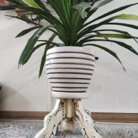 گل پاندانوس زیبا با پایه