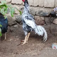 خروس و مرغ