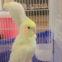 عروس هلندی|پرنده|شادگان, |دیوار