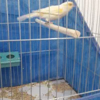 بزرگترین مجموعه قناریهای لوکس|پرنده|بهبهان, |دیوار