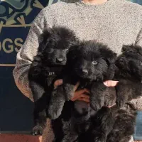 روت ژرمن مشکی ،کنکورسو سگهای گارد توله درجه یک