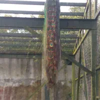 طاووس بالغ|پرنده|کلاچای, |دیوار